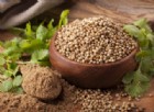 Coriandolo, la spezia antiossidante che riduce il colesterolo, combatte le infezioni e il diabete