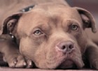 La commovente reazione di un pitbull da combattimento la prima volta che viene accarezzato