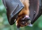 Bimbo di 6 anni muore per la rabbia trasmessa da un pipistrello
