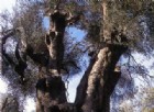 Sale a 93 il numero degli alberi monumentali tutelati dalla Regione
