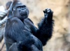 La questione dei gorilla e degli algoritmi razzisti di Google