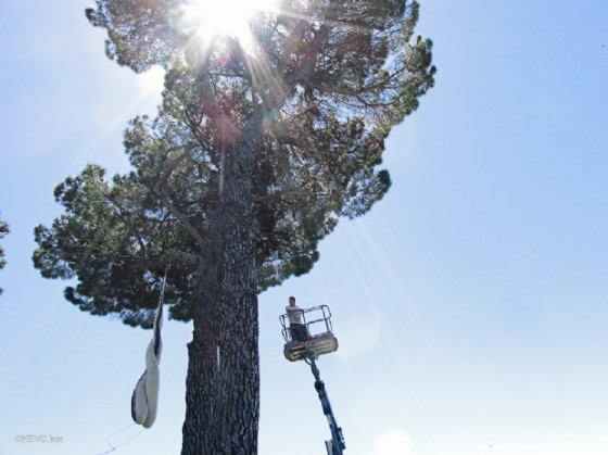 limax maximus - installazione site specific - 6mt circa