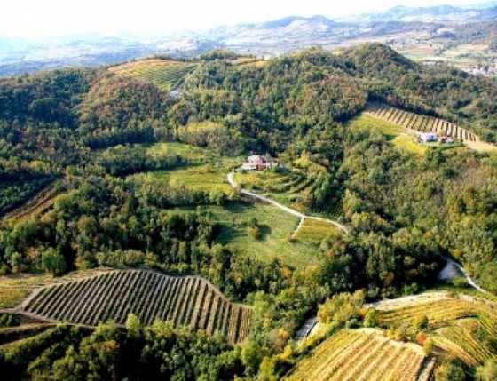 Una parte dei 37 ettari di vigneti dell'azienda