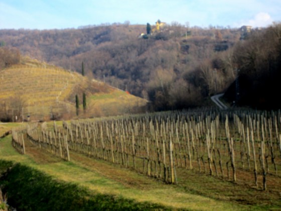 Dolci pendii dove passeggiare tra i filari ...