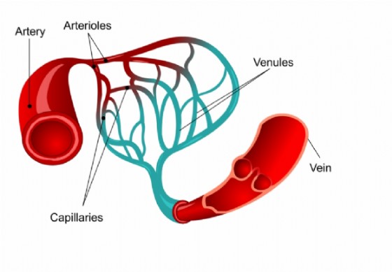 Anatomia dei vasi sagugni