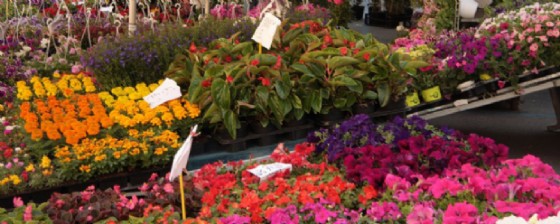 Torna Tolmezzo in Fiore