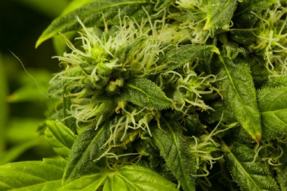 Marijuana