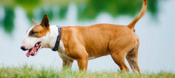 Due feriti a Mariano, attaccati nel cortile di casa dal loro Bull Terrier (© Adobe stock | Ondrej Hajek) Due feriti a Mariano, attaccati nel cortile di casa dal loro Bull Terrier (© Adobe stock | Ondrej Hajek)
