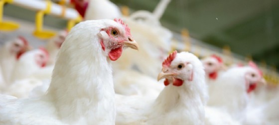 M5S: Frattolin, allarme alti valori diossina nei polli del maniaghese