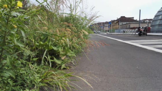 Pista ciclabile invasa dalle piante