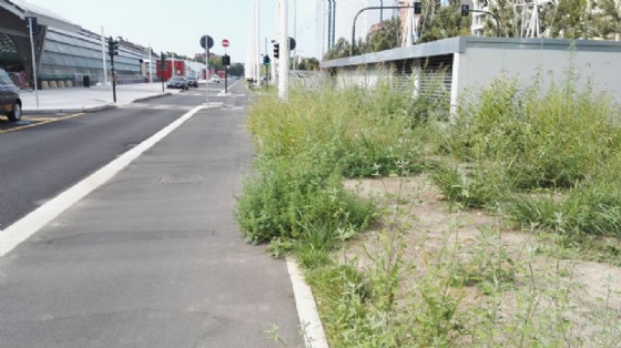 Pista ciclabile invasa dalle piante