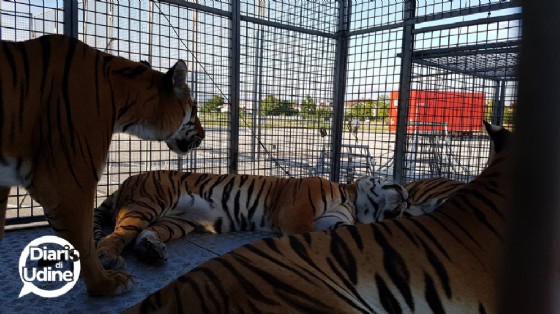 Gli animali del Circo di Vienna