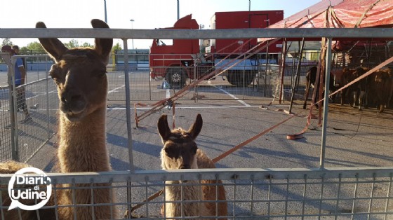 Gli animali del Circo di Vienna