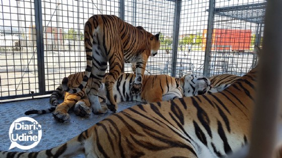 Gli animali del Circo di Vienna