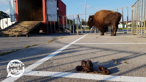 Gli animali del Circo di Vienna