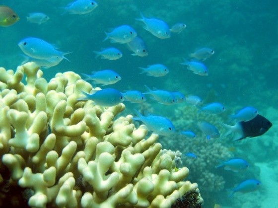 Damselfish are often found in 1,000-strong shoals © Mark McCormick (James Cook University/AFP)