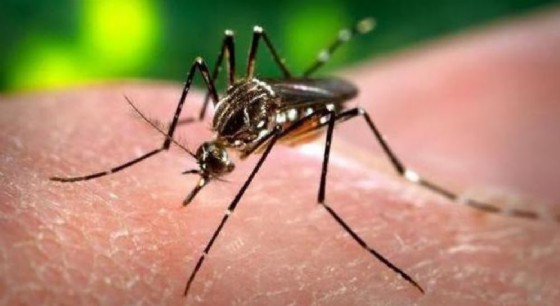 La febbre virale 'dengue' è trasmessa dalla zanzara aedes albopictus (zanzara tigre)