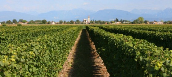 Un vigneto de La delizia (© Uff. stampa La Delizia) Un vigneto de La delizia (© Uff. stampa La Delizia)