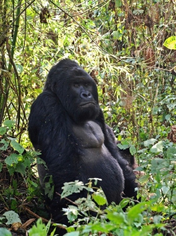 Mountain gorillas in Virunga National Park, Africa's oldest nature reserve, face the same threats as their human neighbours: armed violence which has ravaged the province of North Kivu for over two decades © Peter Martell (AFP/File)