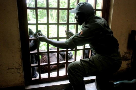 A ranger looks after an orphaned baby Grauer Gorilla at the Senkwekwe centre in Virunga National Park, Democratic Republic of Congo © Charly Kasereka (AFP/File)
