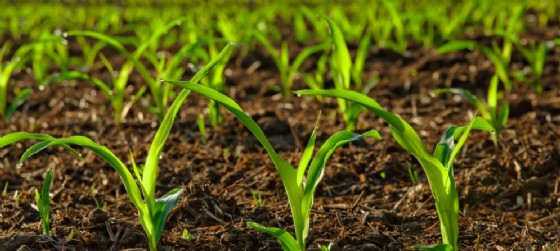 ‘Biologico come stile di vita’: convegno sul bio in Fvg (© AdobeStock | Smileus) ‘Biologico come stile di vita’: convegno sul bio in Fvg (© AdobeStock | Smileus)