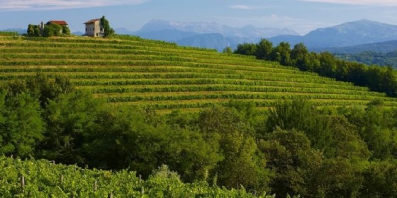 Nuove cure per la malattia della vite (© Diario di Gorizia) Nuove cure per la malattia della vite (© Diario di Gorizia)
