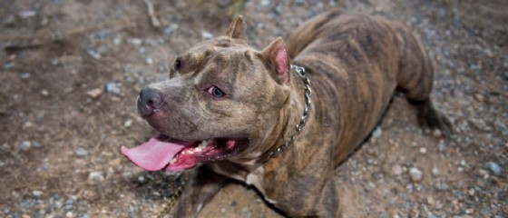 Foto di un pitbull (© Shutterstock.com) Foto di un pitbull (© Shutterstock.com)