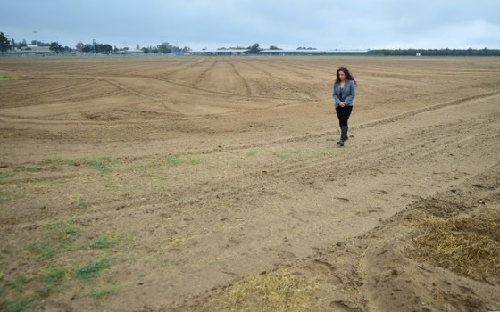 Kern County Farm Bureau executive director Beatris Sanders walks on land where alfafa once grew but is now fallow due to the drought on the outskirts of Bakersfield