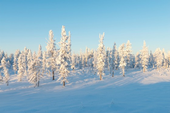 Inverno nella Taiga