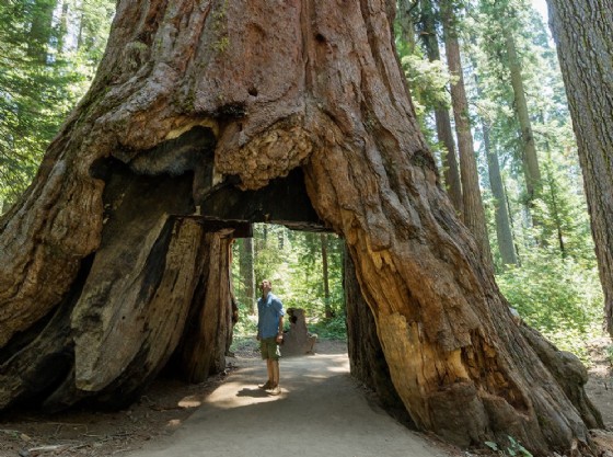 Il tunnel scavato nella sequoia