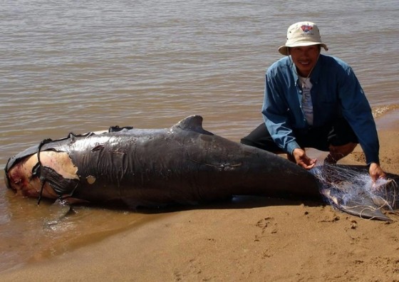 In Laos, the Irrawaddy dolphin was declared «functionally extinct» by the World Wildlife Fund in October 2016