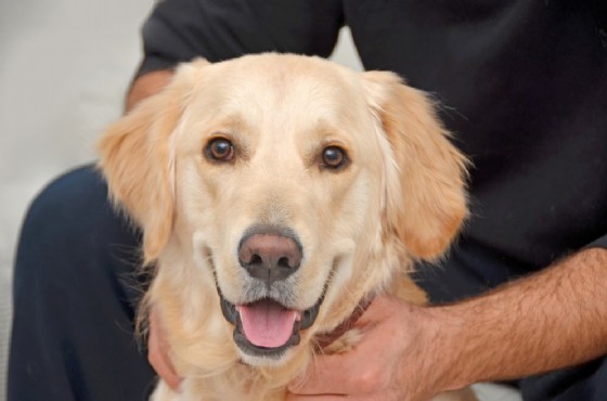 Un Golden retriever ha salvato il suo padrone dall'assideramento (© 0meer | shutterstock.com) Un Golden retriever ha salvato il suo padrone dall'assideramento (© 0meer | shutterstock.com)