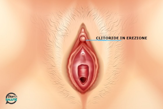 Rappresentazione di un clitoride in erezione