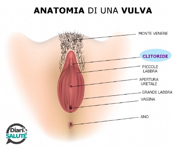 Anatomia della vulva