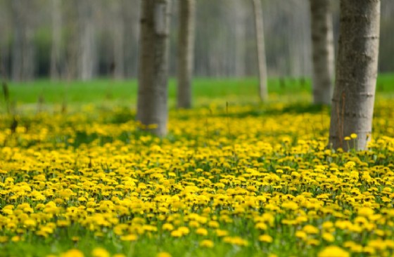 Arpa, pollini come indicatori di biodiversità e di cambiamenti climatici