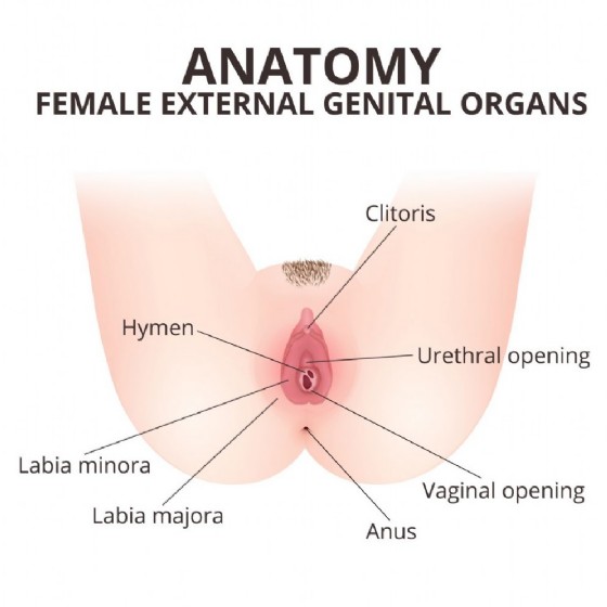 Anatomia della vulva