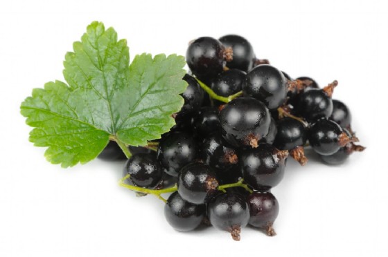 Ribes Nigrum