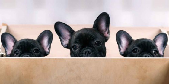 Presentato Bio-crime, progetto contro il traffico illecito di animali (© AdobeStock | kozorog) Presentato Bio-crime, progetto contro il traffico illecito di animali (© AdobeStock | kozorog)