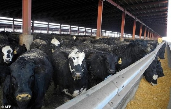 Advocates of stricter antibiotic use are pressing for action on beef and pork too, and are preparing a shareholder resolution for McDonald's annual meeting