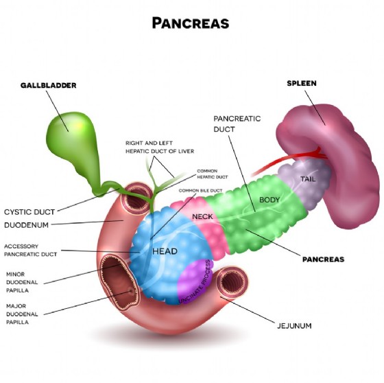 Anatomia del pancreas