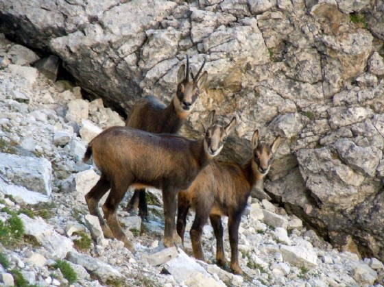 Stambecchi al parco delle Dolomiti di Belluno