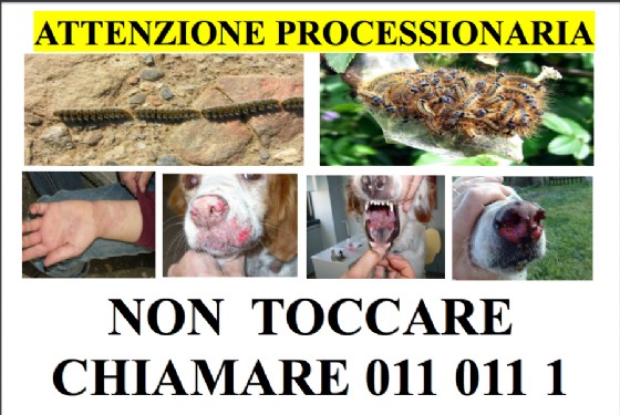 Gli avvisi sugli effetti della processionaria