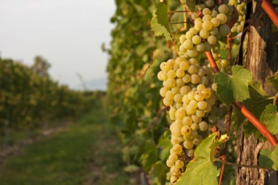 Agricoltura: verso un rapido riconoscimento delle viti resistenti (© Adobe Stock) Agricoltura: verso un rapido riconoscimento delle viti resistenti (© Adobe Stock)