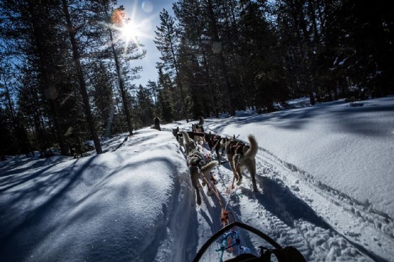 Gita con gli huski in mezzo alla foresta