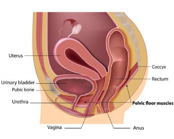 I muscoli del pavimento pelvico