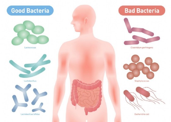 I batteri "buoni" e "cattivi" che popolano il nostro intestino