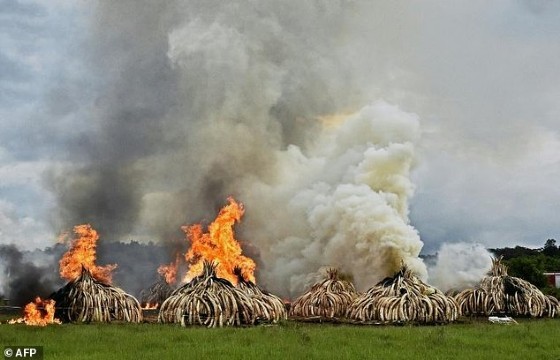 Stacks of elephant tusks and rhinoceros horns are burned after being seized from traffickers at the Nairobi National Park in 2016