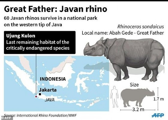 Great Father: Javan rhino