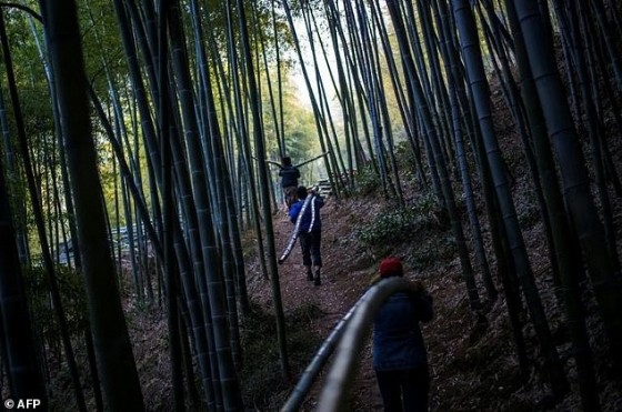 Men carry bamboo through a forest near the city of Lin'an, Zhejiang Province