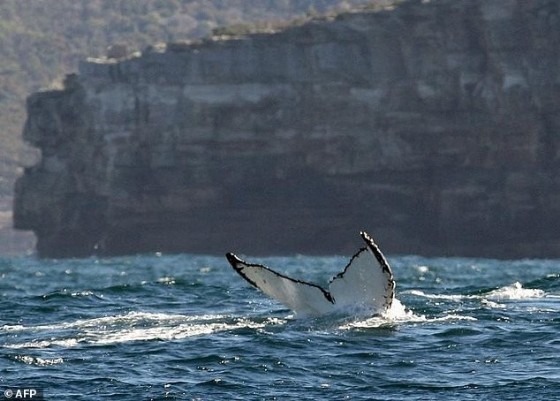 Whales are known for their loud calls, congregating fellow members of the pod while male humpback whales also emit reverberating sounds to attract females
